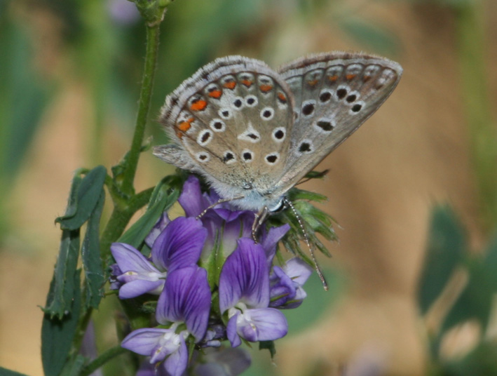 Polyommatus icarus